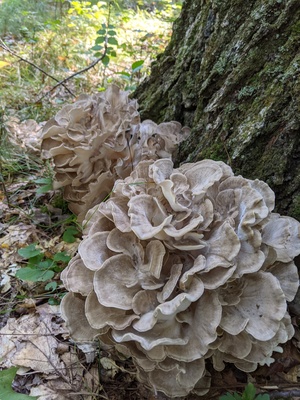 Maitake Extract Powder