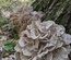 Maitake Extract Capsules