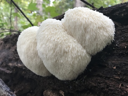 Lion's Mane Dual Extract Powder