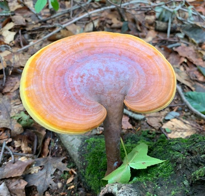 Reishi Dual Extract Capsules