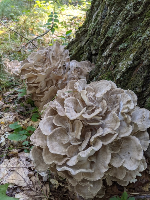 Maitake Extract Powder